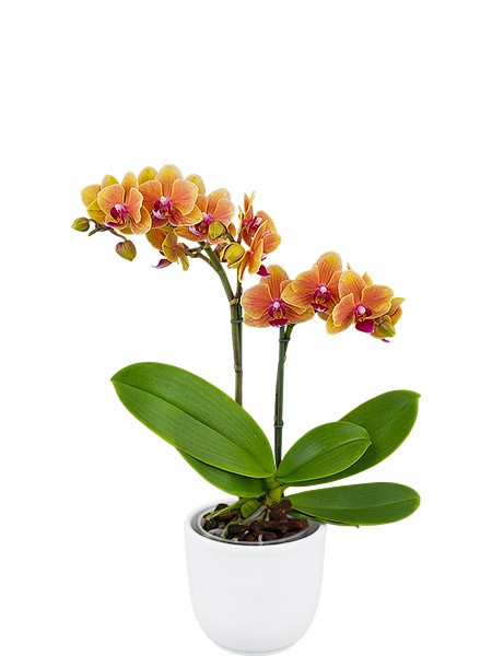 Floricultura - 251753