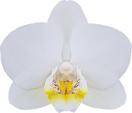 tamaño de la flor: 6