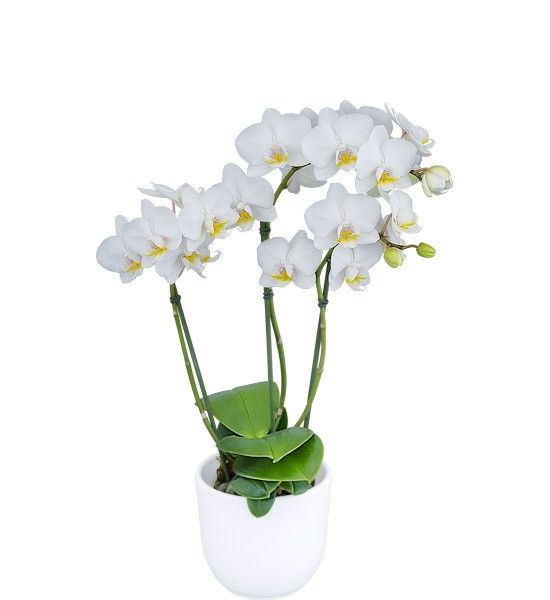 Floricultura - 24941