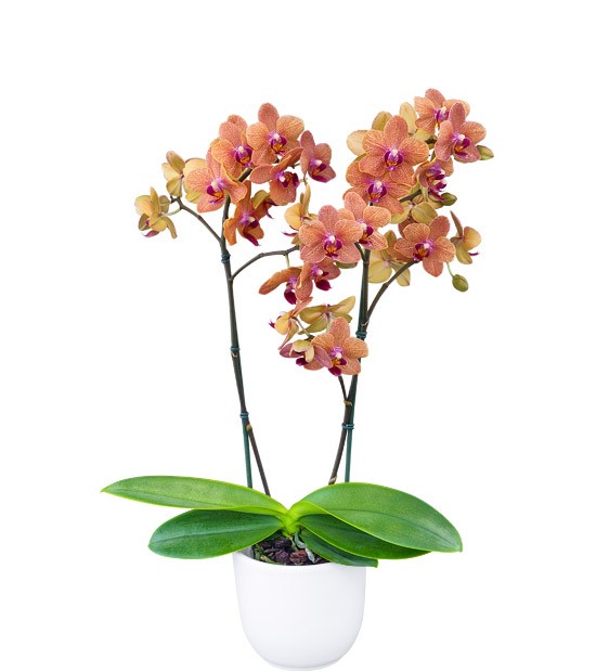 Floricultura - 212966