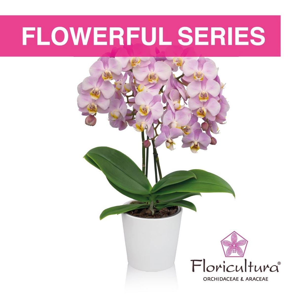 Floricultura introduces the Phalaenopsis Flowerful series