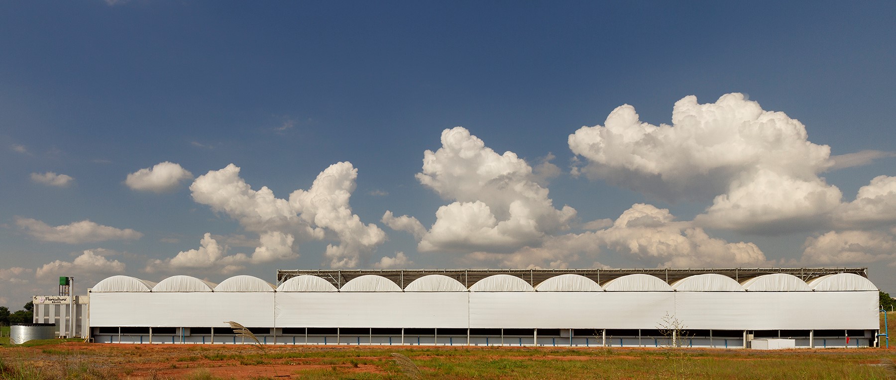 Floricultura Orchidaceae