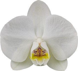 tamaño de la flor: 9