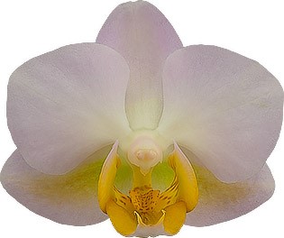 tamaño de la flor: 5