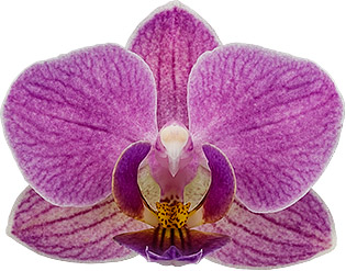 bloemgrootte: 235372