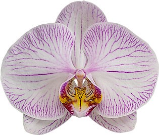 bloemgrootte: 312009