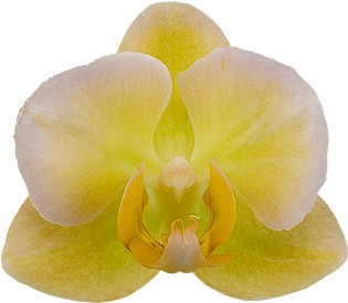 tamaño de la flor: 4,5