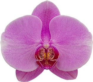 bloemgrootte: 332691