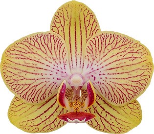 tamaño de la flor: 353843