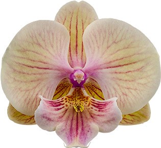 tamaño de la flor: 314951