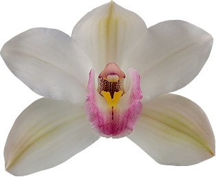 tamaño de la flor: 8466