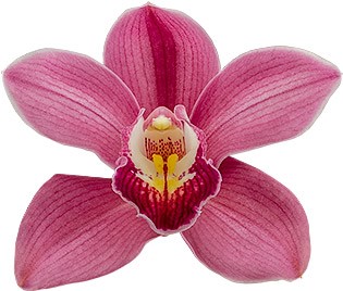 tamaño de la flor: 8657