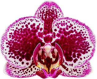 bloemgrootte: 314168