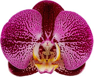 tamaño de la flor: 314169