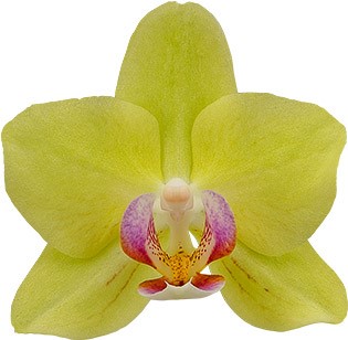 tamaño de la flor: 253350