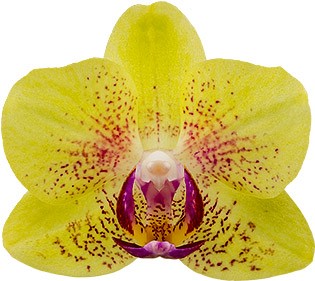 tamaño de la flor: 4,5