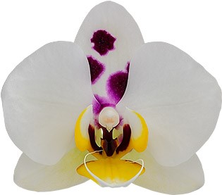 flower size: 1006550