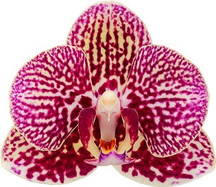 flower size: 1006555