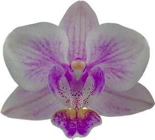 tamanho da flor: 3,5