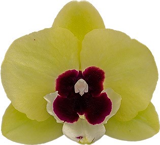 tamaño de la flor: 1007271