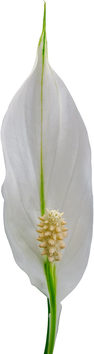 bloemgrootte: 1001311