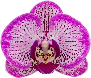 tamanho da flor: 1007736