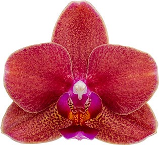 tamaño de la flor: 1008024