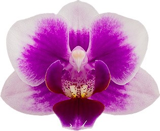 tamanho da flor: 1008511