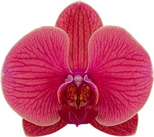 flower size: 1008314