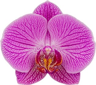 flower size: 1008351