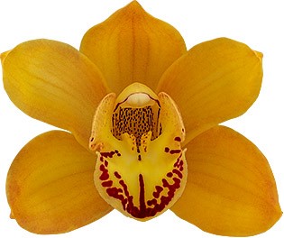 tamaño de la flor: 8710