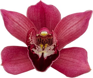 tamanho da flor: 8666