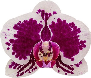 flower size: 1008844