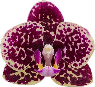 bloemgrootte: 1008845