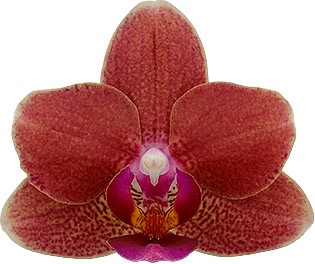 bloemgrootte: 1009493