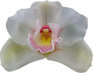 tamanho da flor: 8313