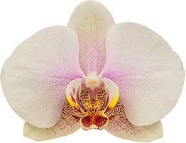 tamanho da flor: 314020 