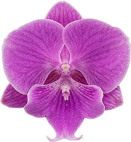 tamaño de la flor: 334057