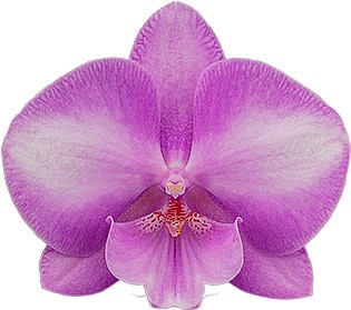 bloemgrootte: 334718