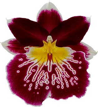 tamanho da flor: 73004