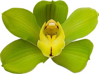 tamanho da flor: 8596