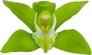 tamaño de la flor: 8626