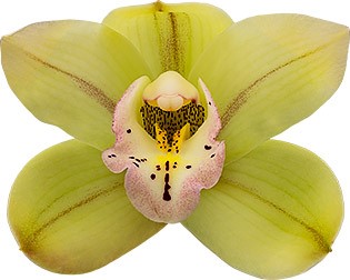 tamanho da flor: 8497