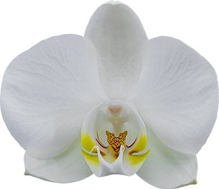 tamaño de la flor: 344662