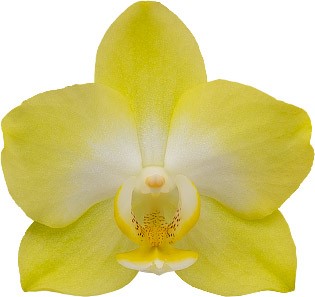 tamaño de la flor: 255880