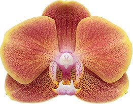 tamaño de la flor: 6,5