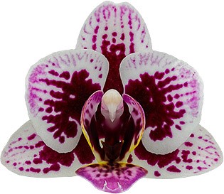 bloemgrootte: 1010170