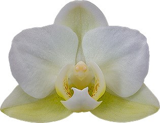 tamaño de la flor: 4,5