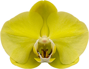 tamaño de la flor: 1019367