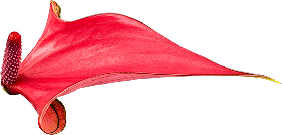 bloemgrootte: 1007359